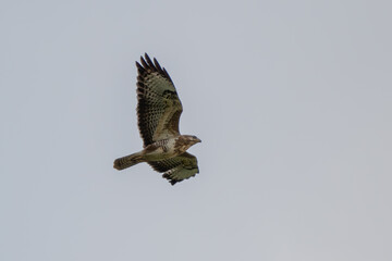 Buzzard in flight #1