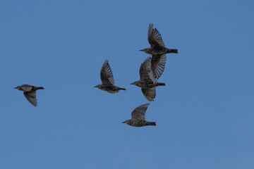 Starlings in Formation