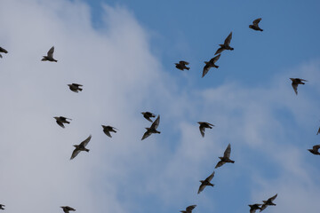 Flock of Starlings