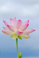 pink lotus in full blooming
