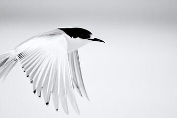 a bird in flight, its wings fully extended