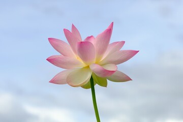 pink lotus in full blooming