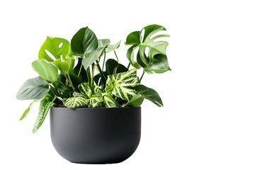 house plants in black pot cut out