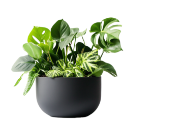 house plants in black pot cut out