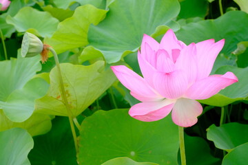 Obraz premium pink lotus in full blooming
