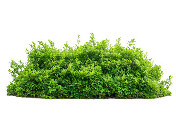 Fototapeta premium lush garden bushes cut out