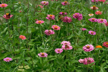 Zinnia flowers in full bloom in the garden