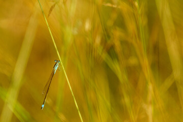 Agrion.