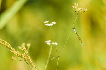 Agrion.