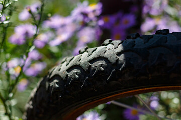 Bicycle wheel surrounded by blooming asters
