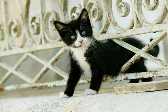 Chaton
