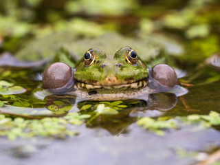 Close up of a Marsh Frog Bellowing