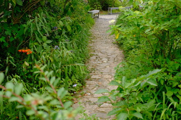 a path in summer garden