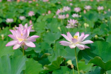 Fototapeta premium pink lotus in full blooming