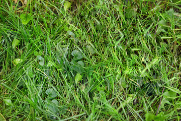 Natural grass, field, meadow green. Top View Texture. Background. Copy Space.