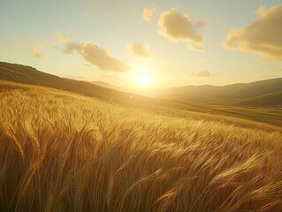 Obraz premium A detailed close-up panoramic view of golden wheat fields gently swaying in the breeze under a clear azure sky during a vibrant sunset. Warm sunlight casts a golden glow over the landscape.