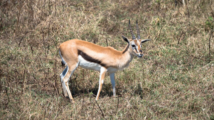 Thomson’s gazelle, Ngorongo crater, Tanzania