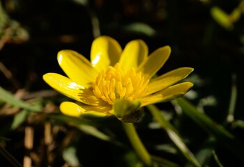 yellow flower with dew