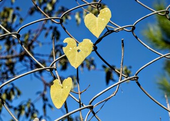 yellow heart autumn leaves