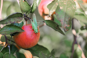 Red ripe apple on branch. Harvesting and Handling Apples.