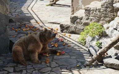 bear in the zoo