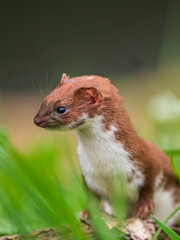 Weasel Looking Out in Grass Bank