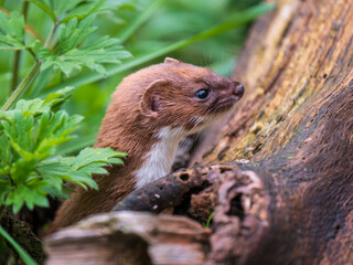 Weasel Looking Out in Grass Bank