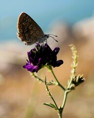 butterfly on a flower