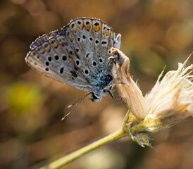 butterfly on a leaf