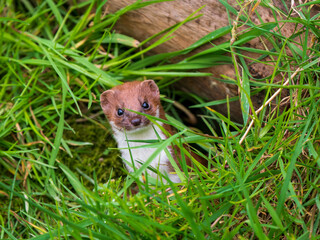 Weasel Looking Out in Grass Bank