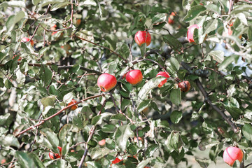 Apple tree with red apples on branches. Harvesting and Handling Apples.