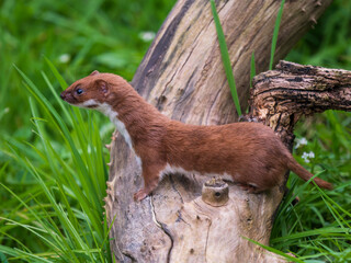 Weasel Looking Out in Grass Bank