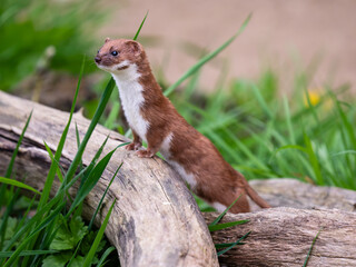 Weasel Looking Out in Grass Bank