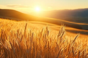 Fototapeta premium A detailed close-up panoramic view of golden wheat fields gently swaying in the breeze under a clear azure sky during a vibrant sunset. Warm sunlight casts a golden glow over the landscape.