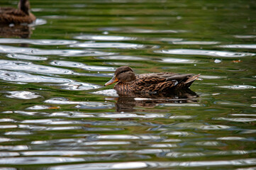 Bewegtes Wasser, stilles Tier: Stockente in ihrem Element