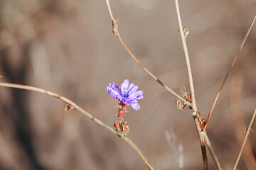 Chicory in the natural habitat, a species of perennial herbaceous plants from the genus Cichorium of the family Asters. Medicinal, melliferous, culinary herb.