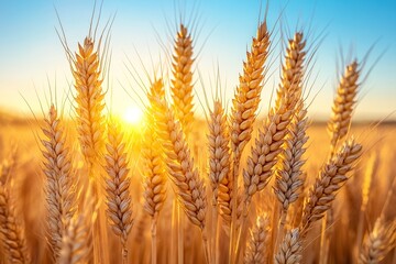A detailed close-up panoramic view of golden wheat fields gently swaying in the breeze under a clear azure sky during a vibrant sunset. Warm sunlight casts a golden glow over the landscape.