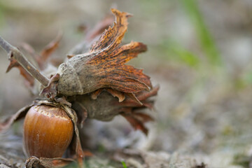 branch with a hazelnut, close-up hazelnut, harvest time hazelnuts, brown fruit from hazelnut, closeup hazel