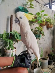 white cockatoo with yellow crest
