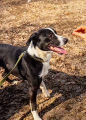 Mongrel rescued dog from a shelter. Rescue animals concept