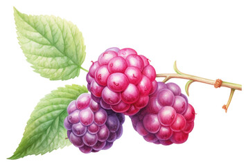 Fototapeta premium PNG Berry raspberry fruit plant.
