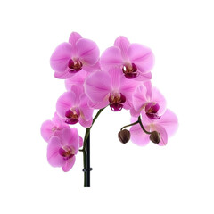 Pink Orchid Flowers Isolated on White Background