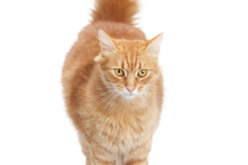 Domestic ginger cat looks at the camera. Without people. Studio portrait of a red cat. Pet shop. Indoor cat. Copy space.  World Pet day. Pet store poster design.
