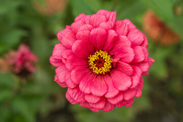 Obraz premium Closeup top view of isolated pink red with yellow stamen zinnia elegans flower blooming outdoors in garden