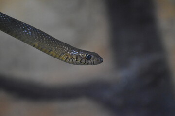 close up of a snake