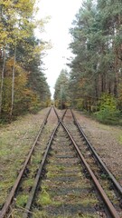 Obraz premium Two railways track are in autumn forest, crossing, perspective, selective focus. Seasonal colorful leaves