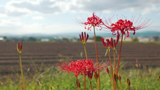 Autumn scenery and higanbana（Red spider lilies ,Lycoris radiata）