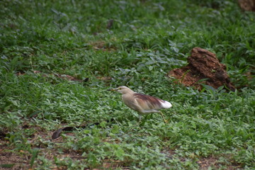 bird in the grass