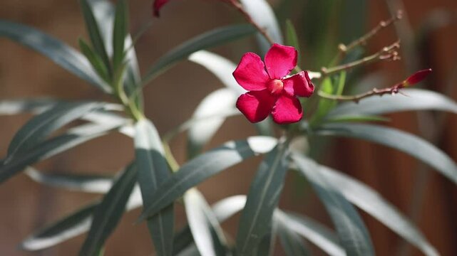 red oleander flower moving by the wind