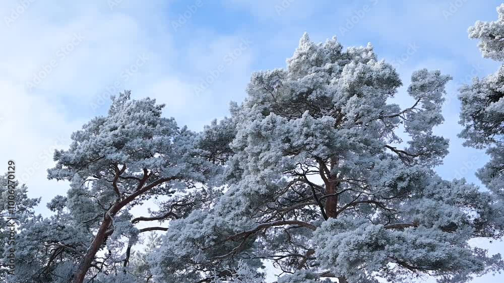 Canvas Prints Tops of pine trees in snow and frost, bright winter morning. Beautiful slow motion video of tree branches in ice on sunny winter day